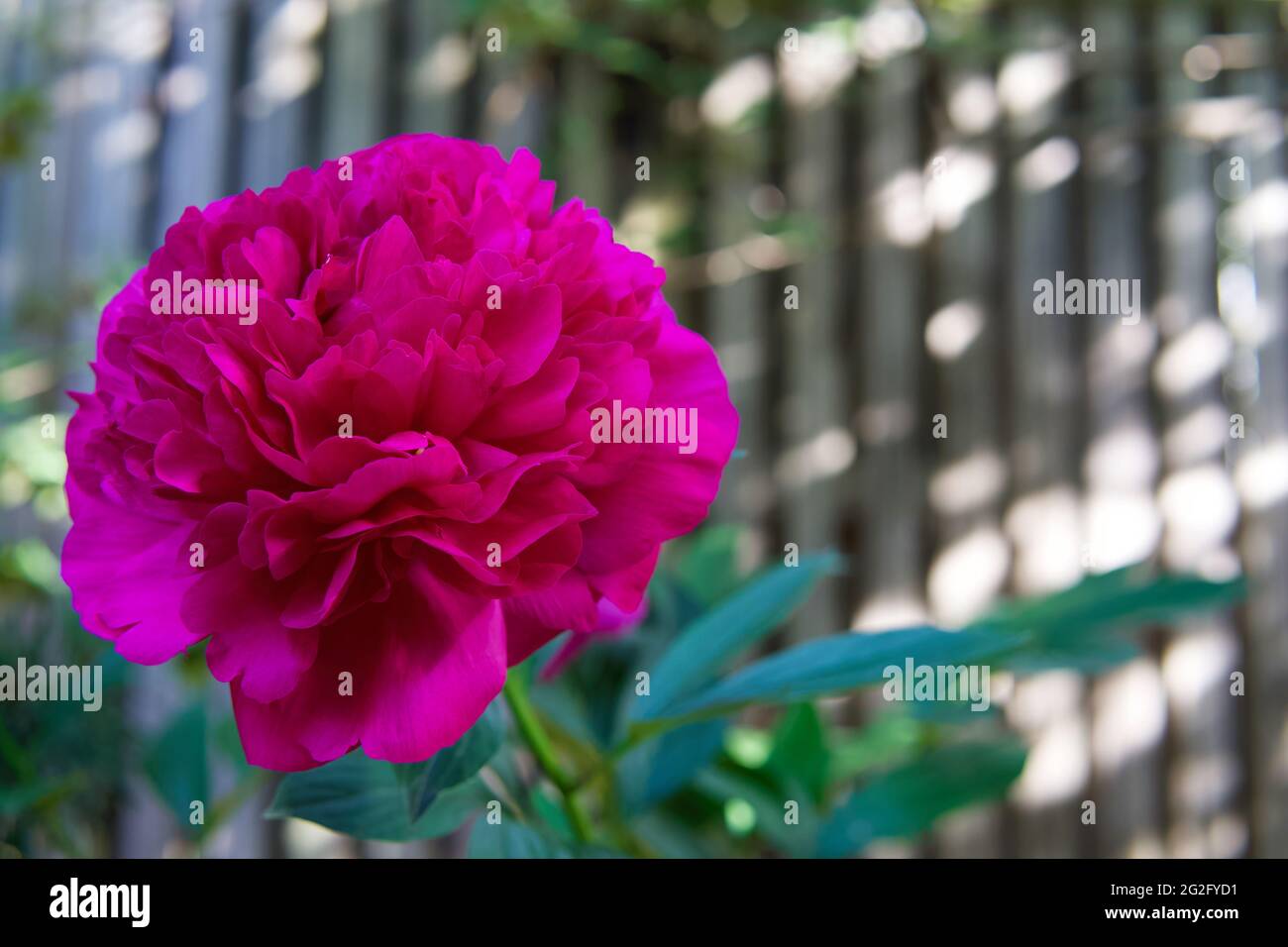 Diese magentafarbene Pfingstrose blüht jedes Jahr im Frühling. Stockfoto