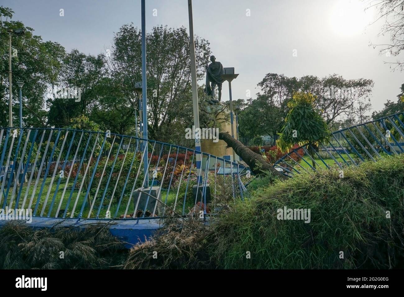 Kalkutta, Westbengalen, Indien - 21. Mai 2020 : Super-Zyklon Amphan hat einen Baum entwurzelt, der auf den Boden fiel und Mahatma Gandhis Statue im b berührte Stockfoto