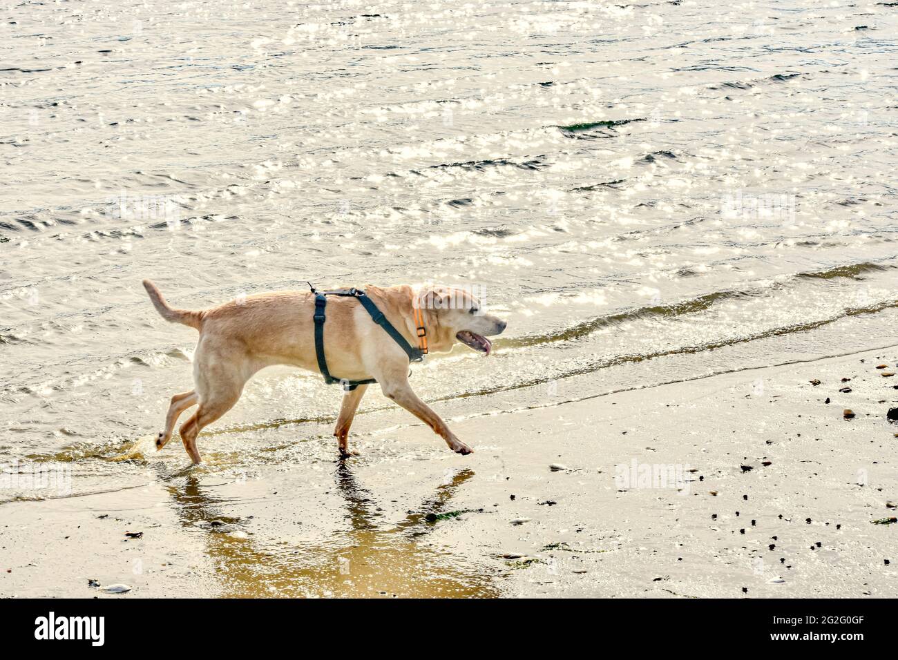 Gelber Laborhund, der am Strand läuft, mit warmem Licht von der untergehenden Sonne hinter ihr. Speicherplatz kopieren. Stockfoto