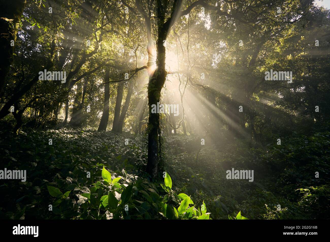 Die Morgensonne scheint durch Bäume im wunderschönen tropischen Regenwald Thailands. Stockfoto