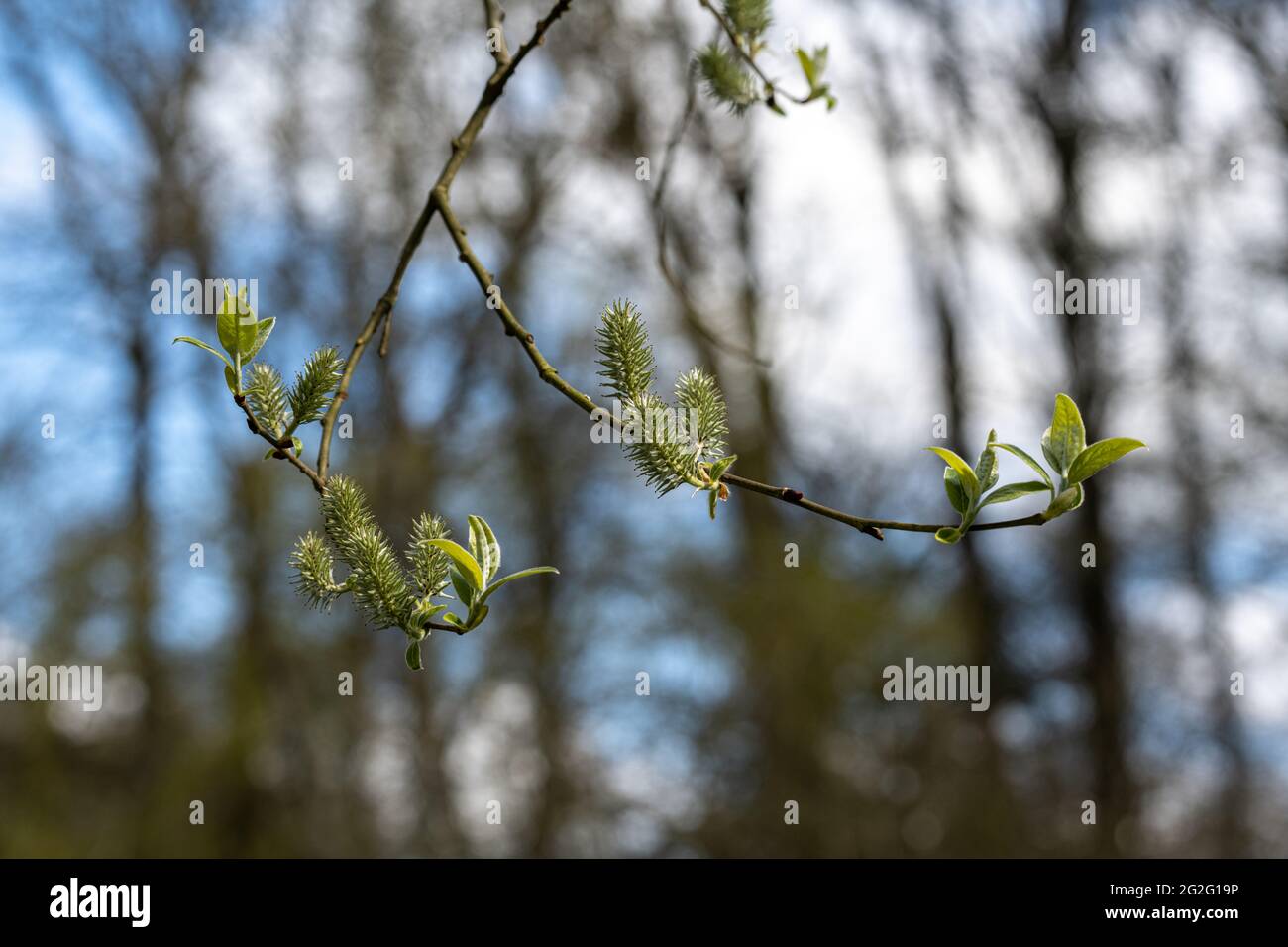 Austrieb der Halberdweide (Salix hastata) Stockfoto