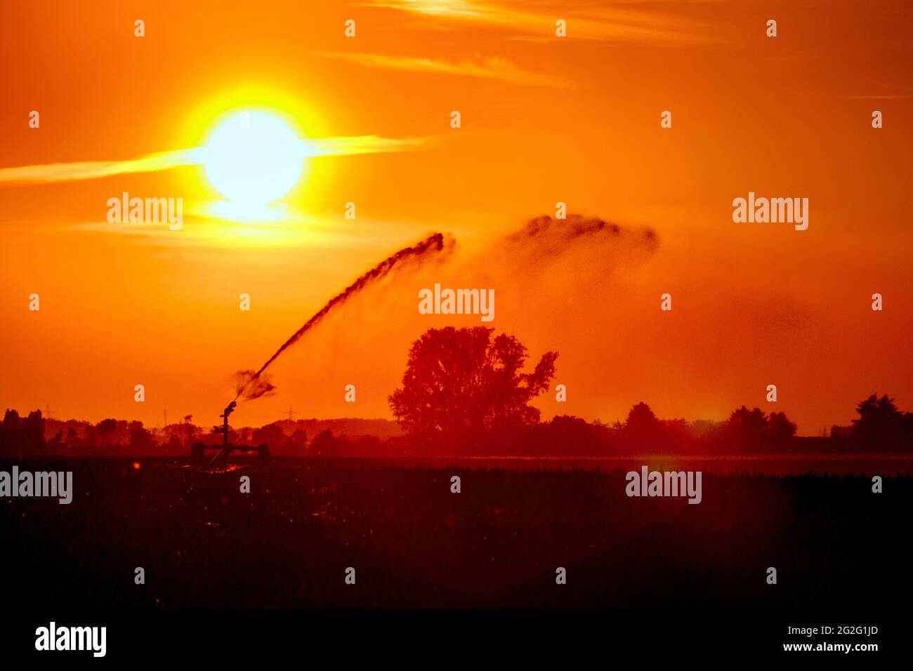 Bewässerung der Felder mit einem kreisförmigen Sprinkler Stockfoto