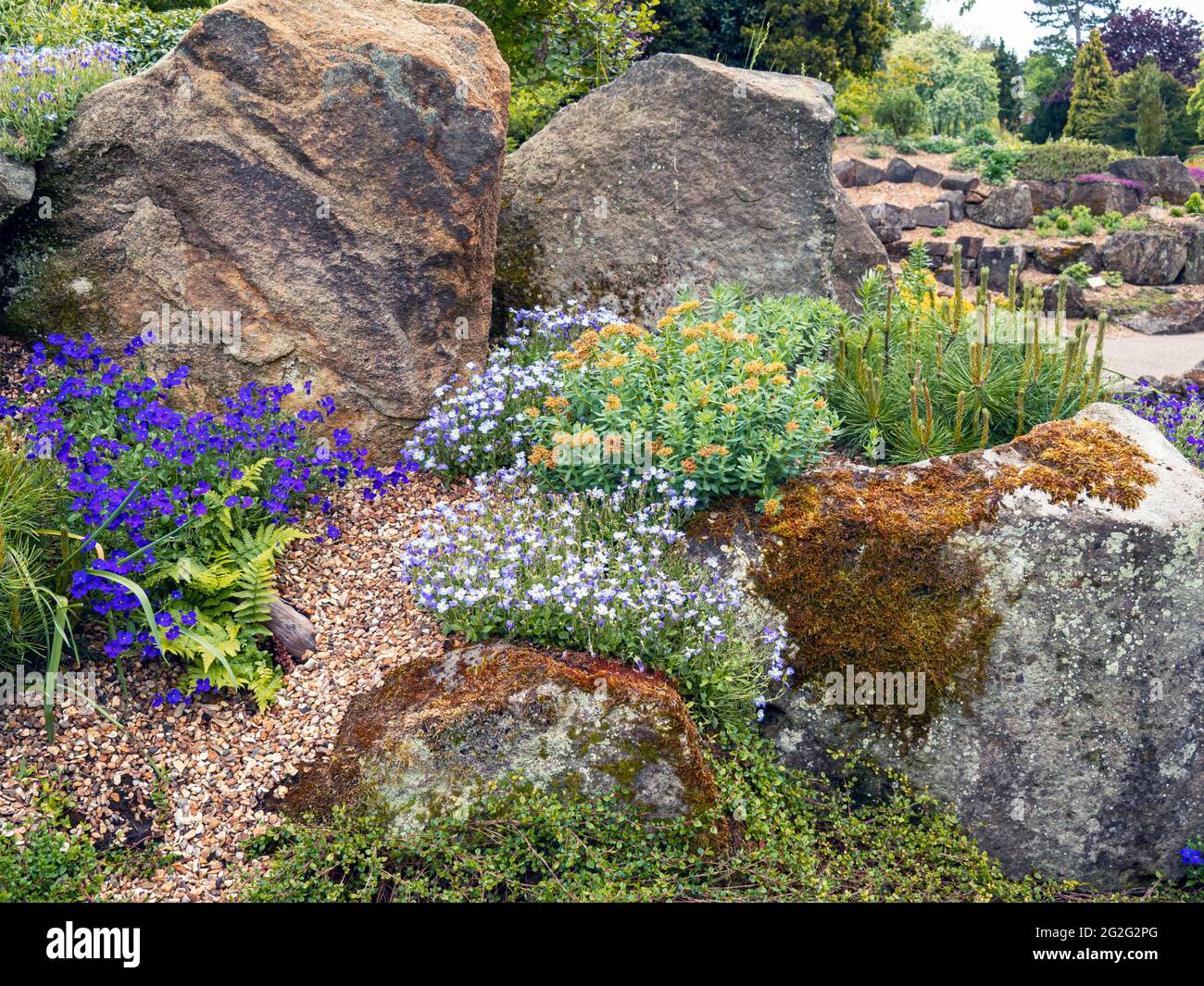 Alpine Pflanzen wachsen in einem Steingarten Stockfoto