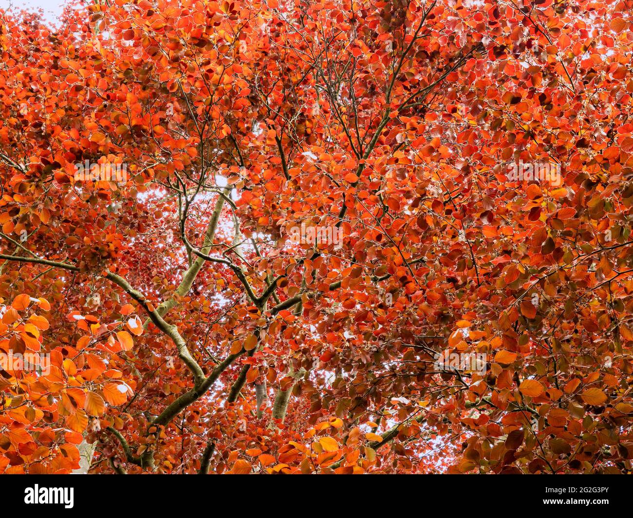 Orangefarbene Blätter auf einer Kupferbuche von unten gesehen Stockfoto