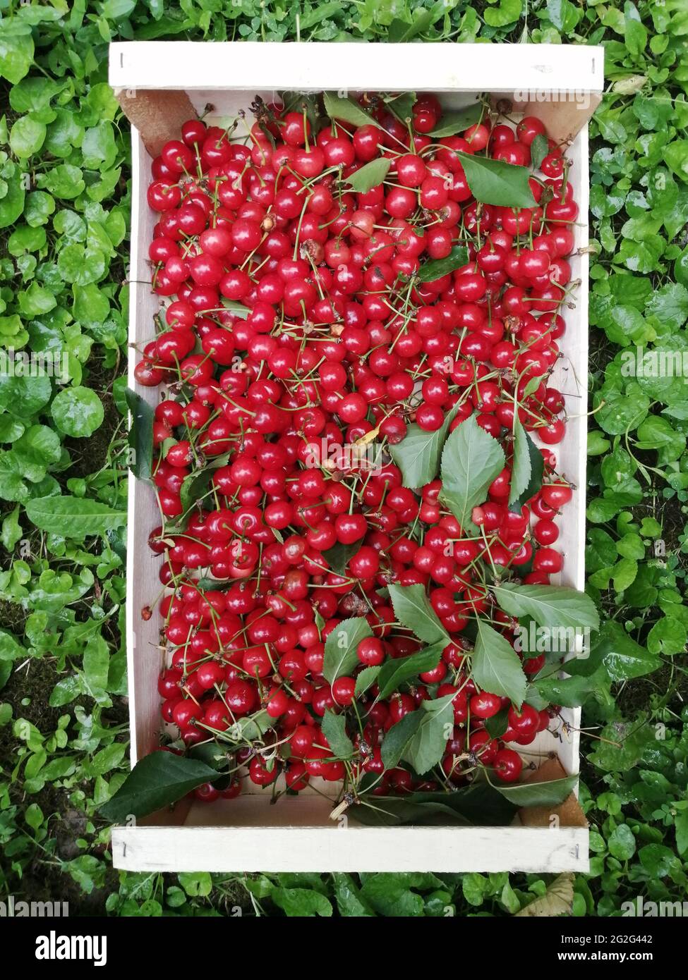Sauerkirschen, typische italienische Früchte, Holzkiste bereit für den Markt Stockfoto