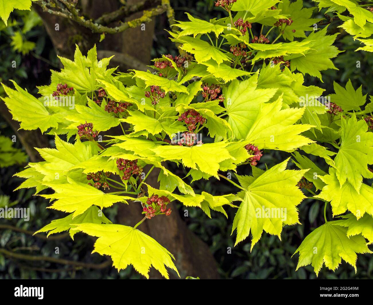 Grüne Blätter und Blumen auf einem Vollmond-Ahornbaum Stockfoto