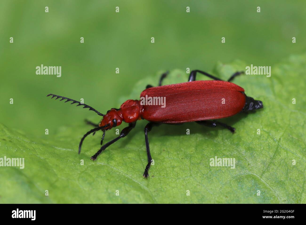 Rotkopfkäfer Pyrochroa serraticornis Stockfoto