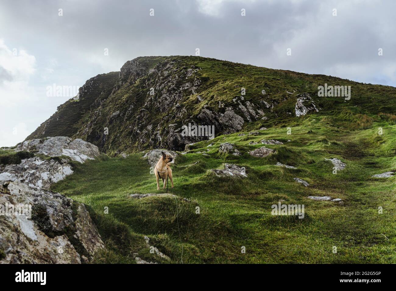 Wandern Sie mit Hund über die Klippen auf Achill Island, Irland  Stockfotografie - Alamy