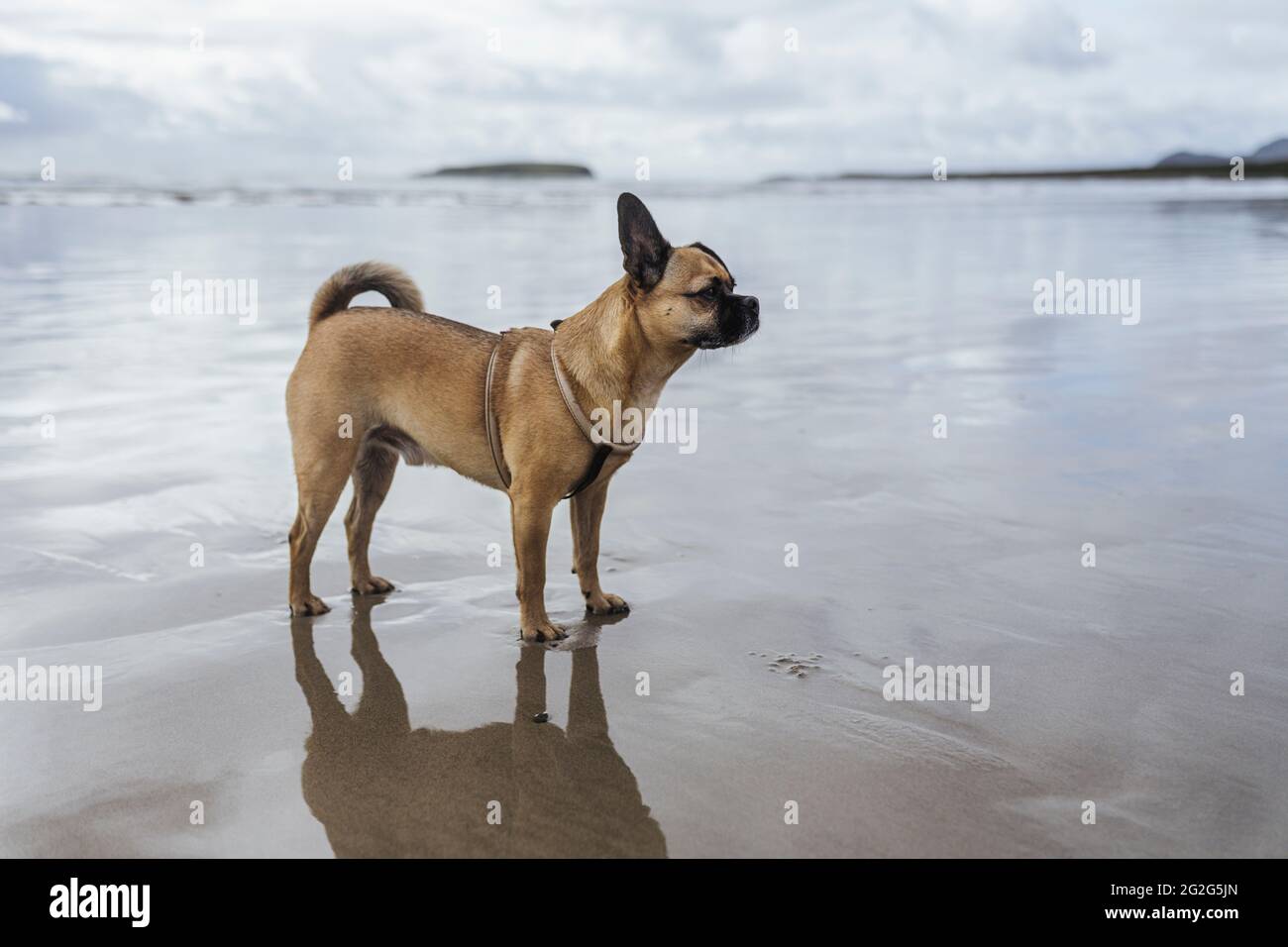 Hund am Keel Beach, Achill Island Stockfoto