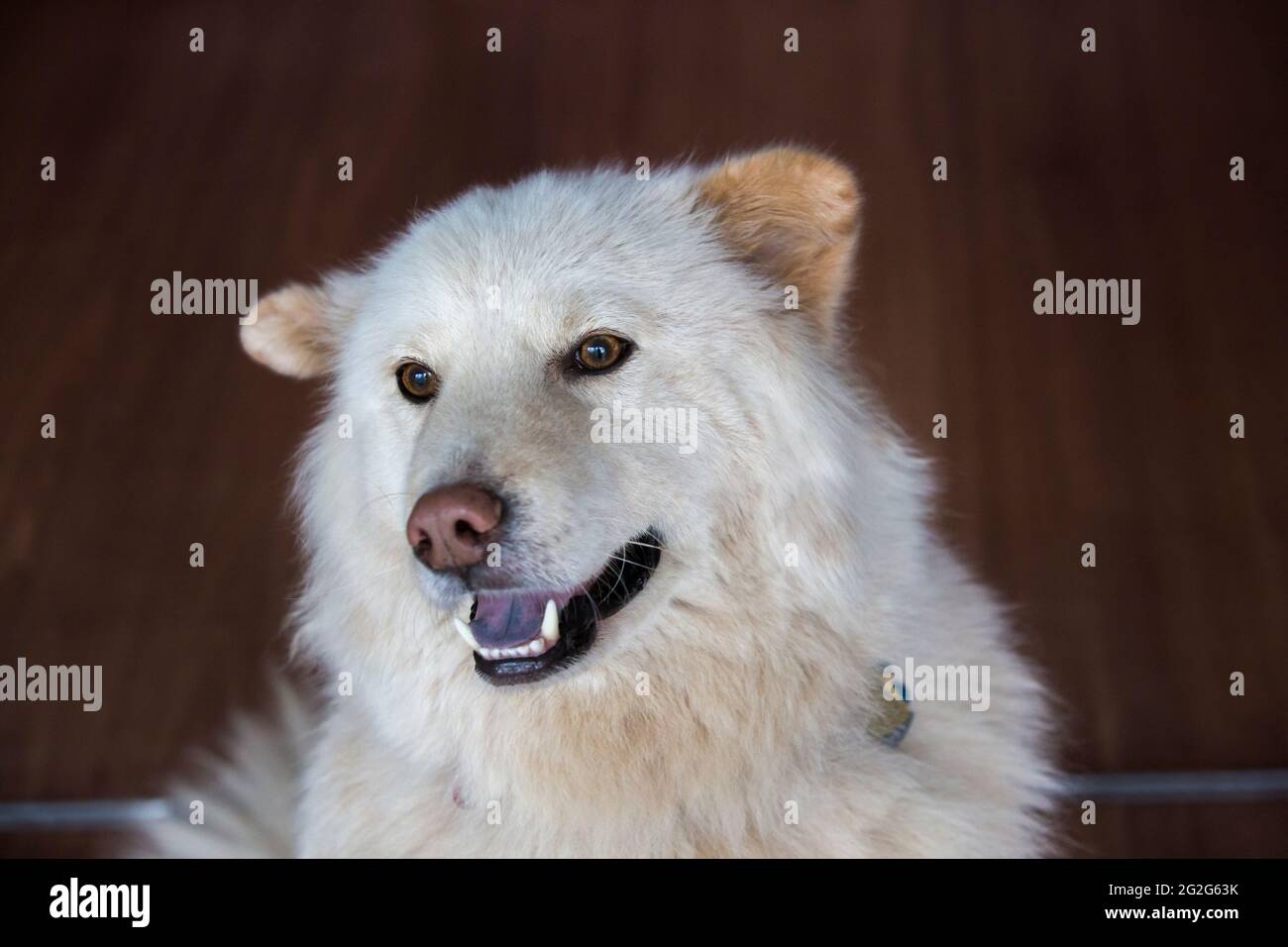 Nahaufnahme Porträt von weißen goldenen Retriever deutschen Schäferhund Mix Stockfoto