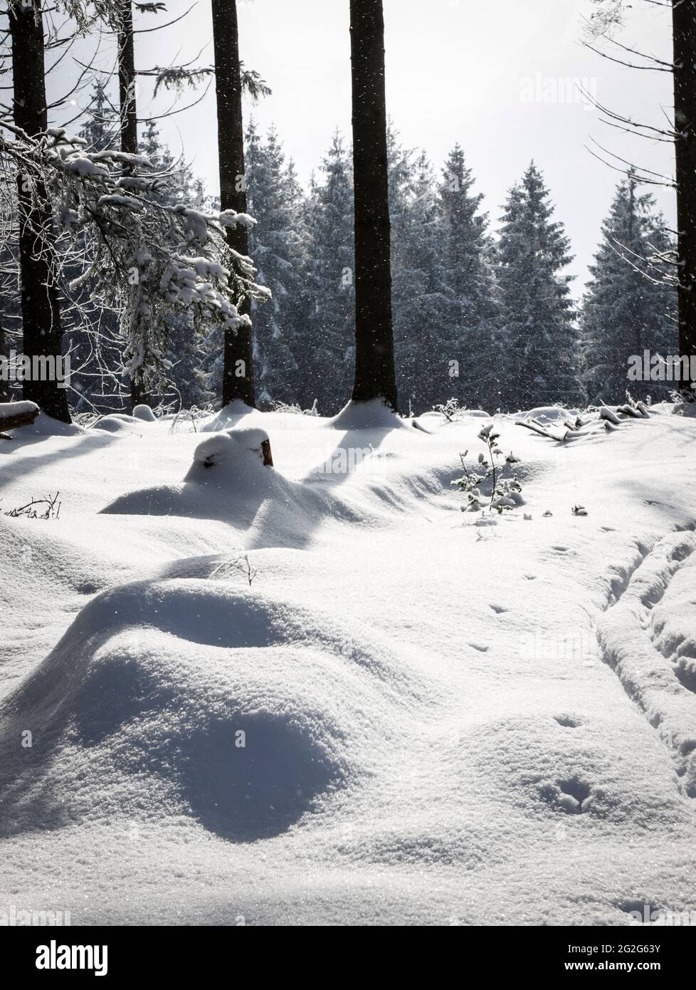 Schneedecke im Fichtenwald Stockfoto