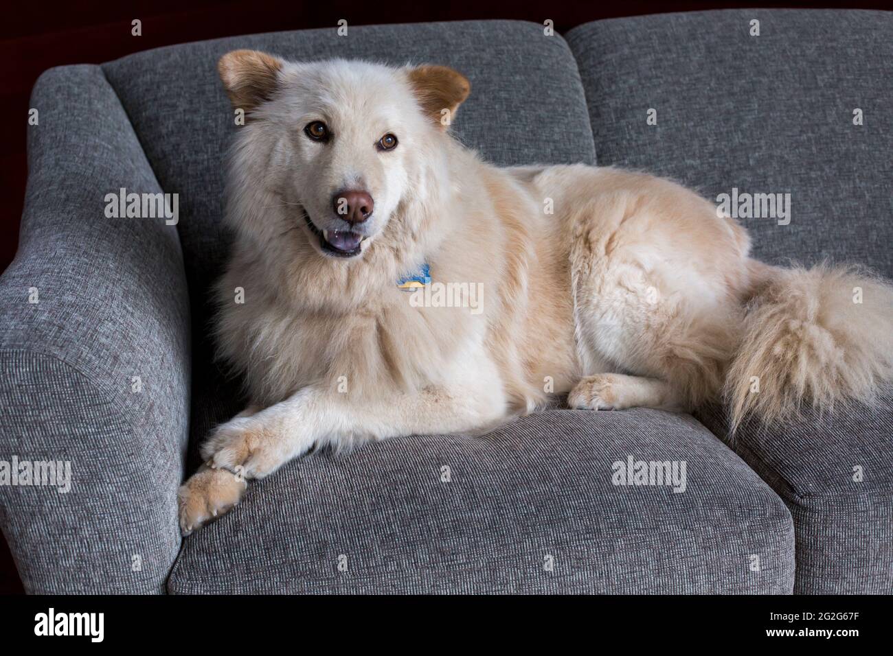Shepherd Dog Mix Stockfotos Und Bilder Kaufen Alamy