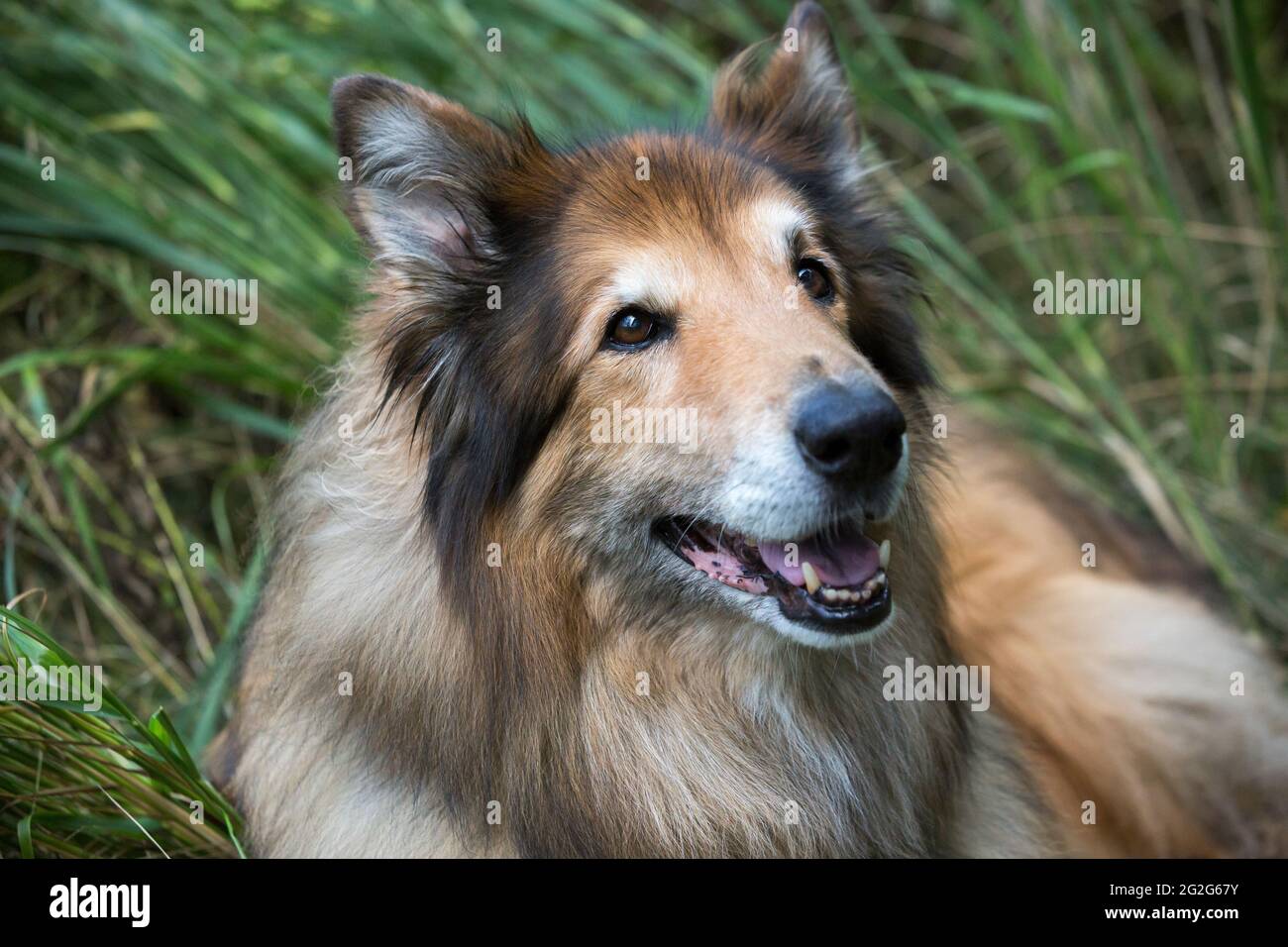 Shepherd Dog Mix Stockfotos Und Bilder Kaufen Alamy