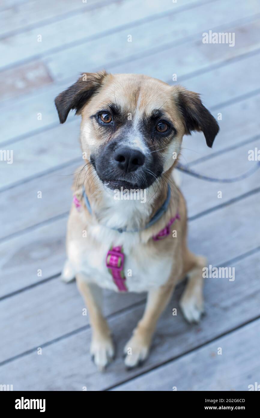 Ein Nahaufnahme-Porträt eines kurzhaarigen Mischlingshundes, der auf Deck sitzt Stockfoto