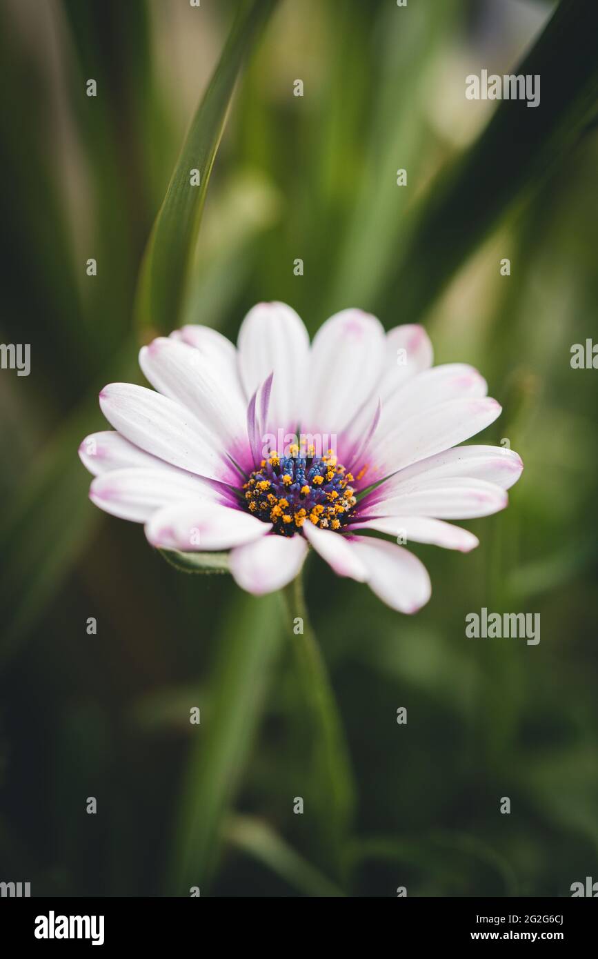 Nahaufnahme einer weißen osteospermum eklonis Blume mit grünem Hintergrund. Stockfoto