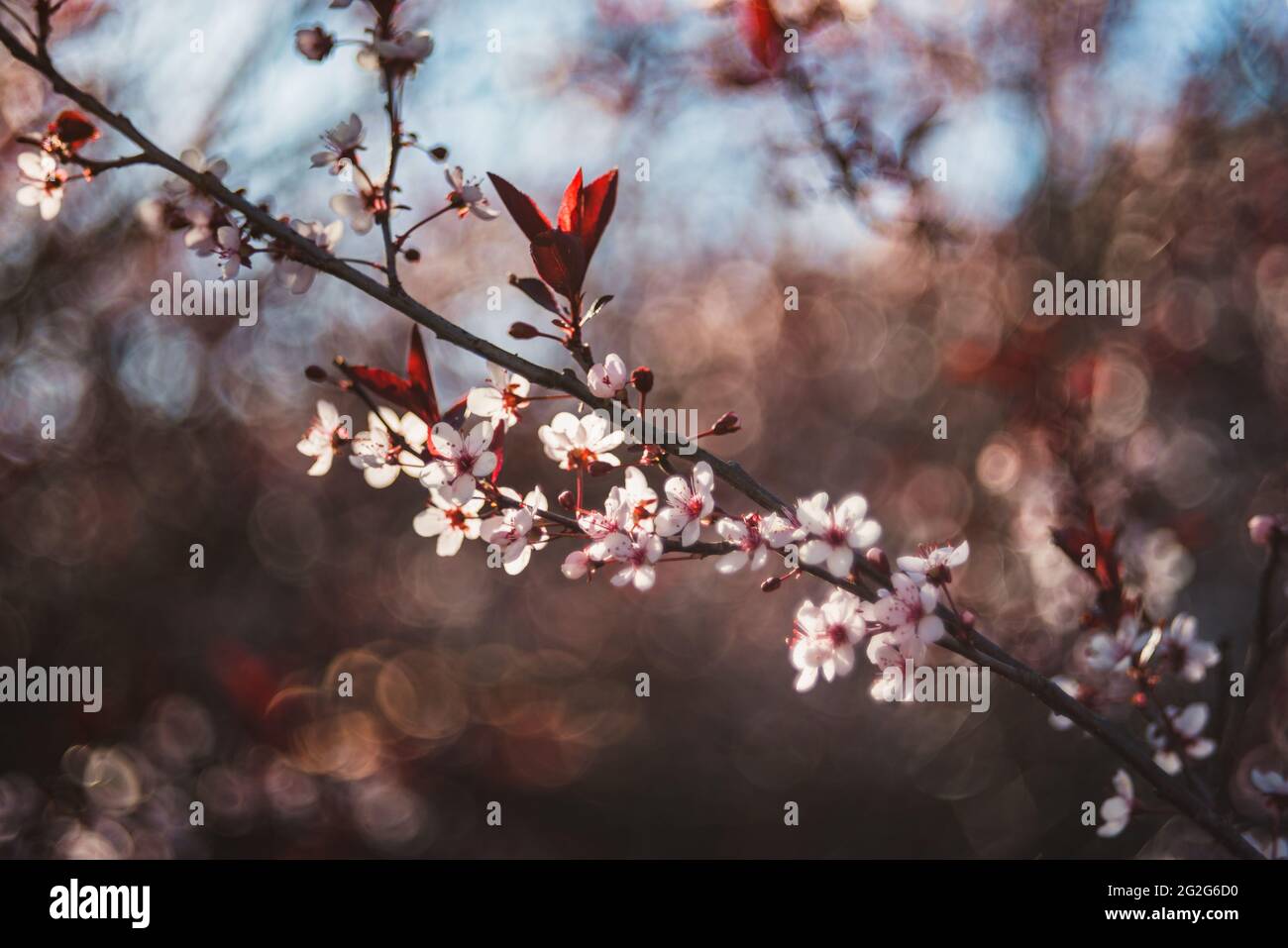 An einem sonnigen Frühlingstag blüht auf einem Ast wunderschöne Sandkirsche. Stockfoto