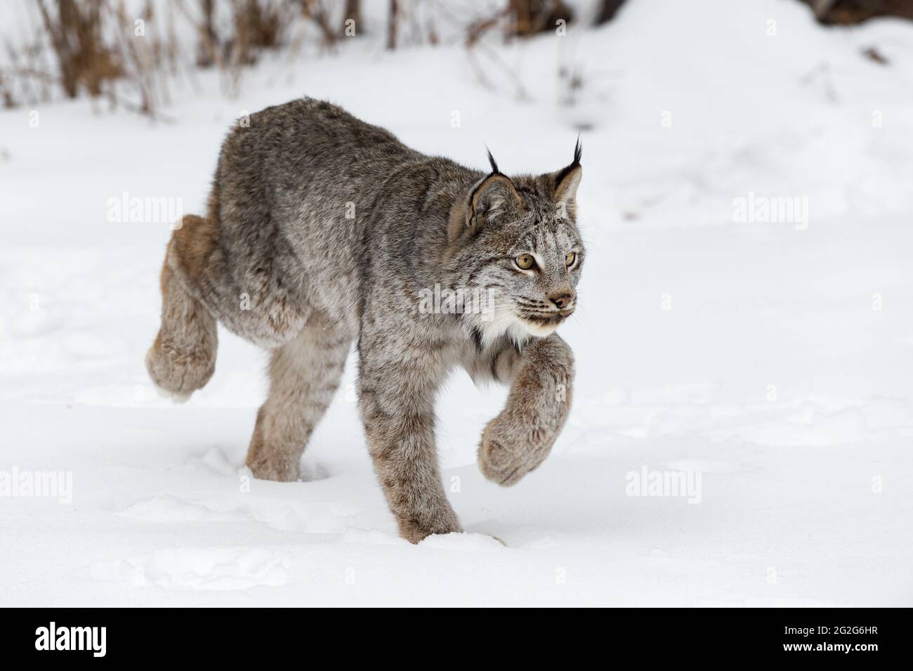 Kanadischer Luchs (Lynx canadensis) Stalking Right Winter - Gefangenes Tier Stockfoto
