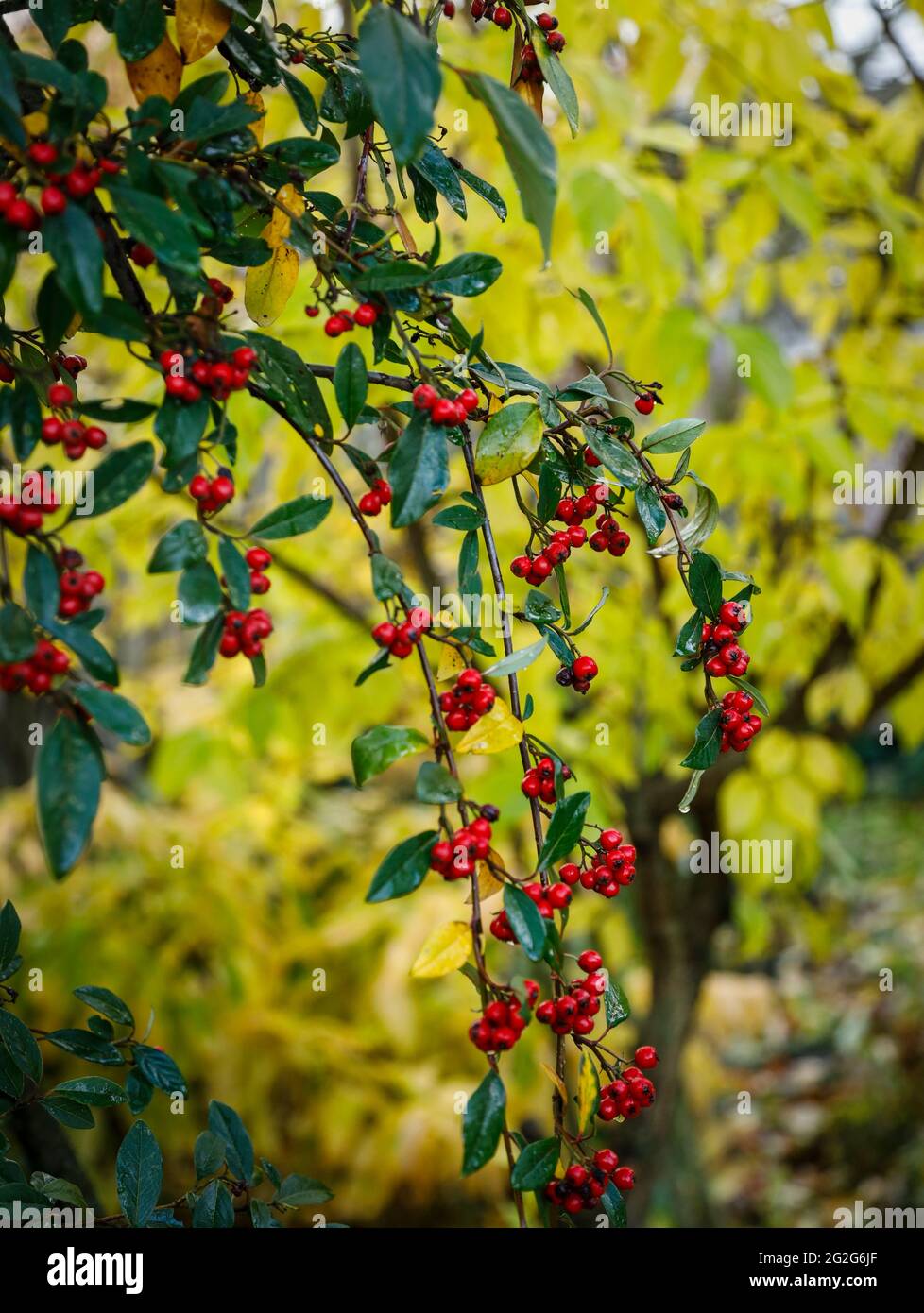 rote Beeren auf Bush im Herbst Stockfoto