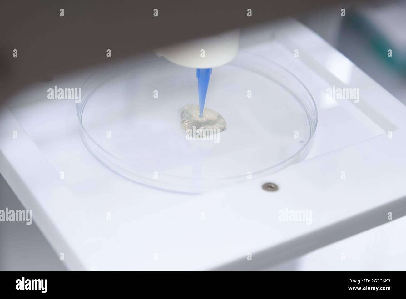 3D-Bioprinter, der einen Nasenprototyp auf eine Petrischale druckt. Stockfoto