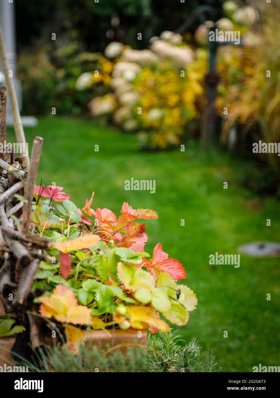 Herbstblumen im kasten Fotos und Bildmaterial in hoher Auflösung Alamy