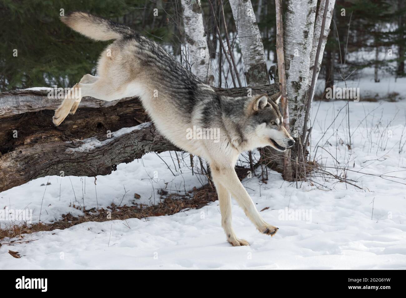 Grauer Wolf (Canis lupus) landet nach dem Springen über Log Winter - Gefangenes Tier Stockfoto