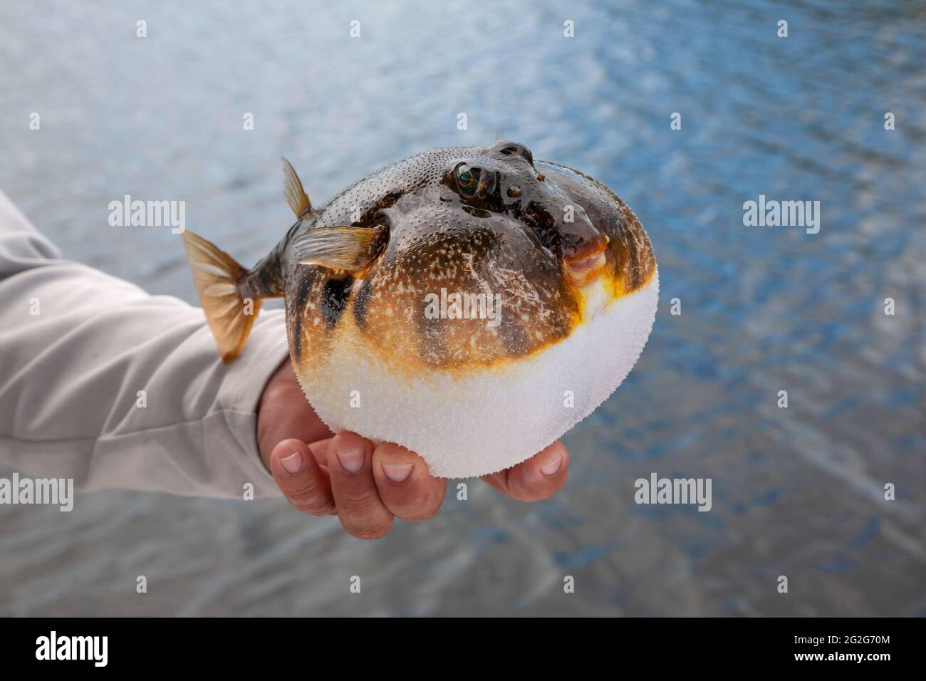 Fishing Guide hält einen aufgeblasenen glatten Kugelfisch an der Golfküste von Florida USA gefangen Stockfoto