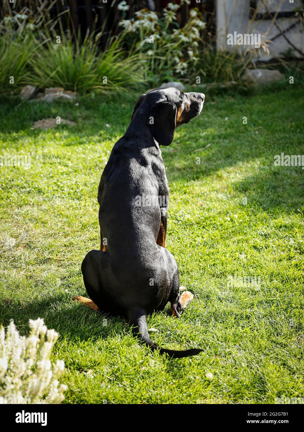 Schwarzer Hund sitzt im Gras Stockfoto