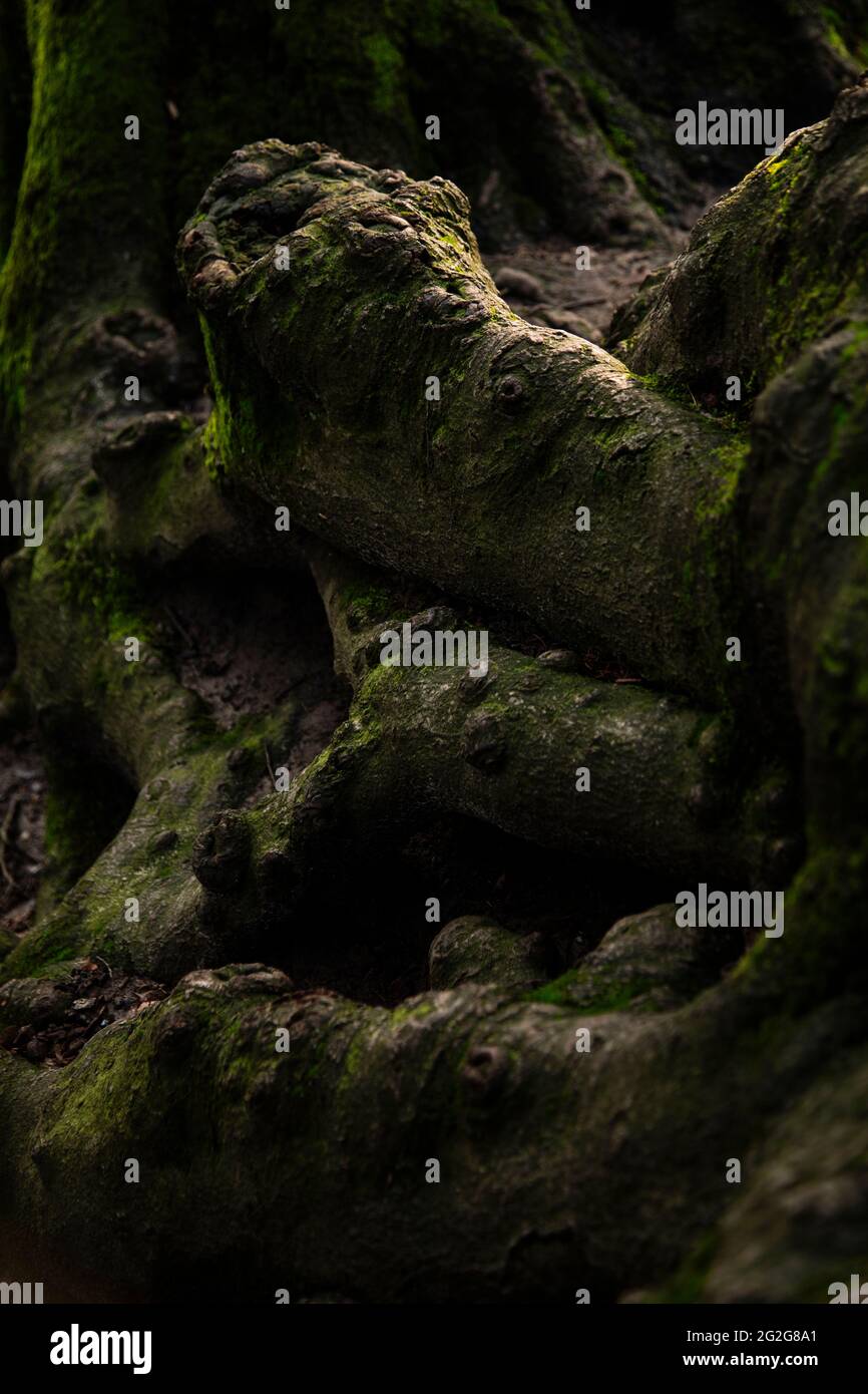 Wurzeln einer alten Buche im Teutoburger Wald Stockfoto