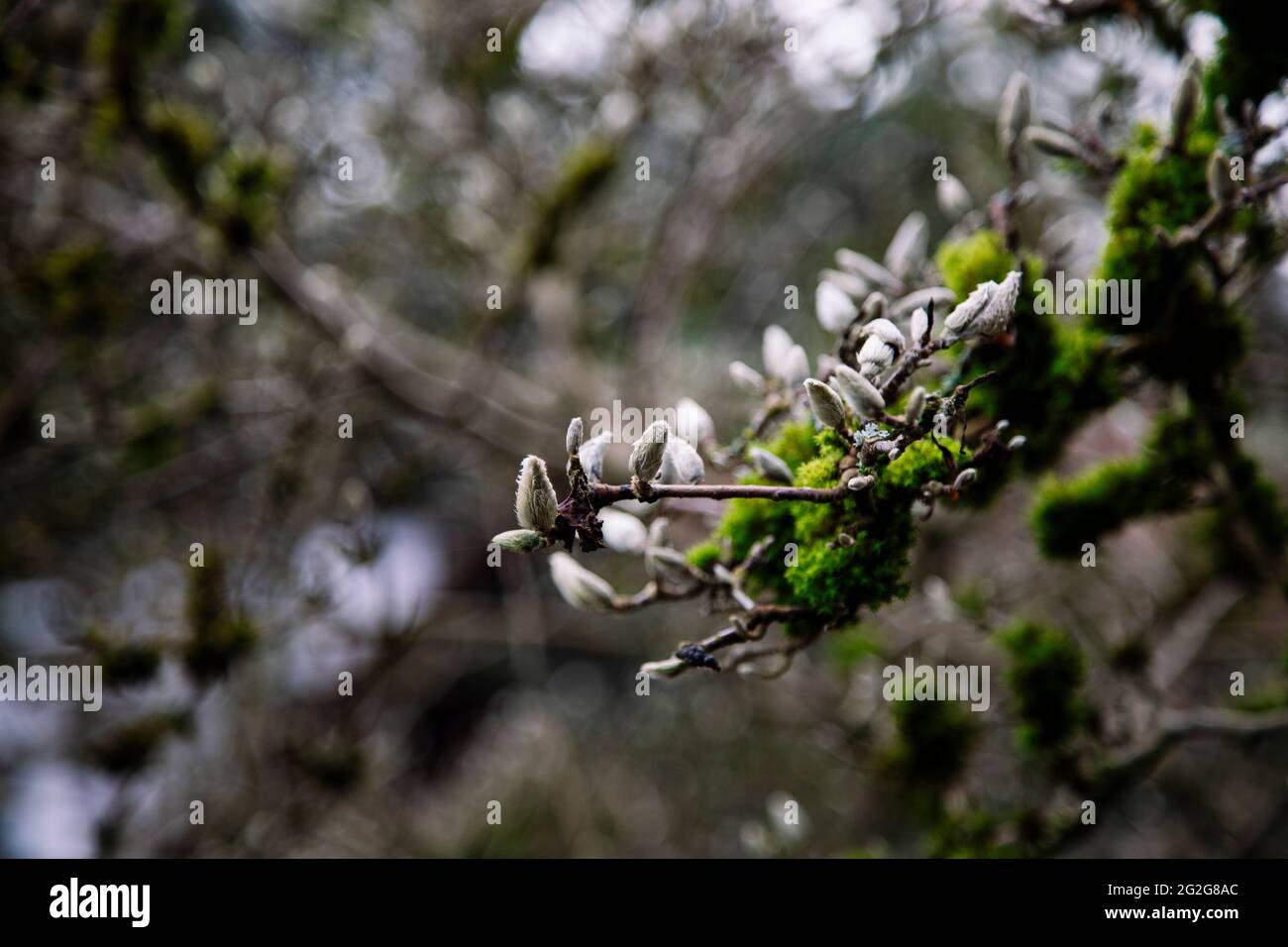 Sternmagnolie mit Knospen und Moos Stockfoto