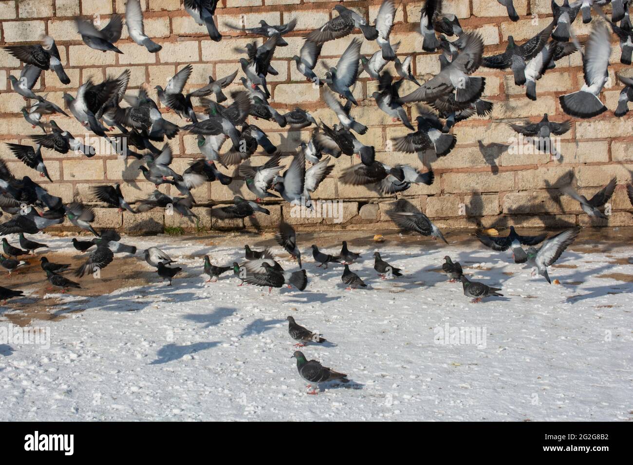 Schöne Wildtaubenvögel leben in der städtischen Umgebung im Winter Stockfoto