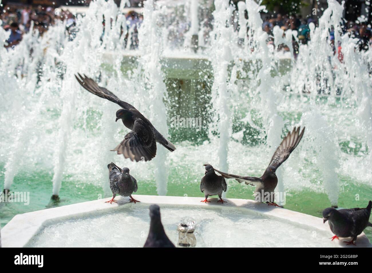 Tauben trinken Wasser aus Marmorbrunnen im Stadtpark Stockfoto