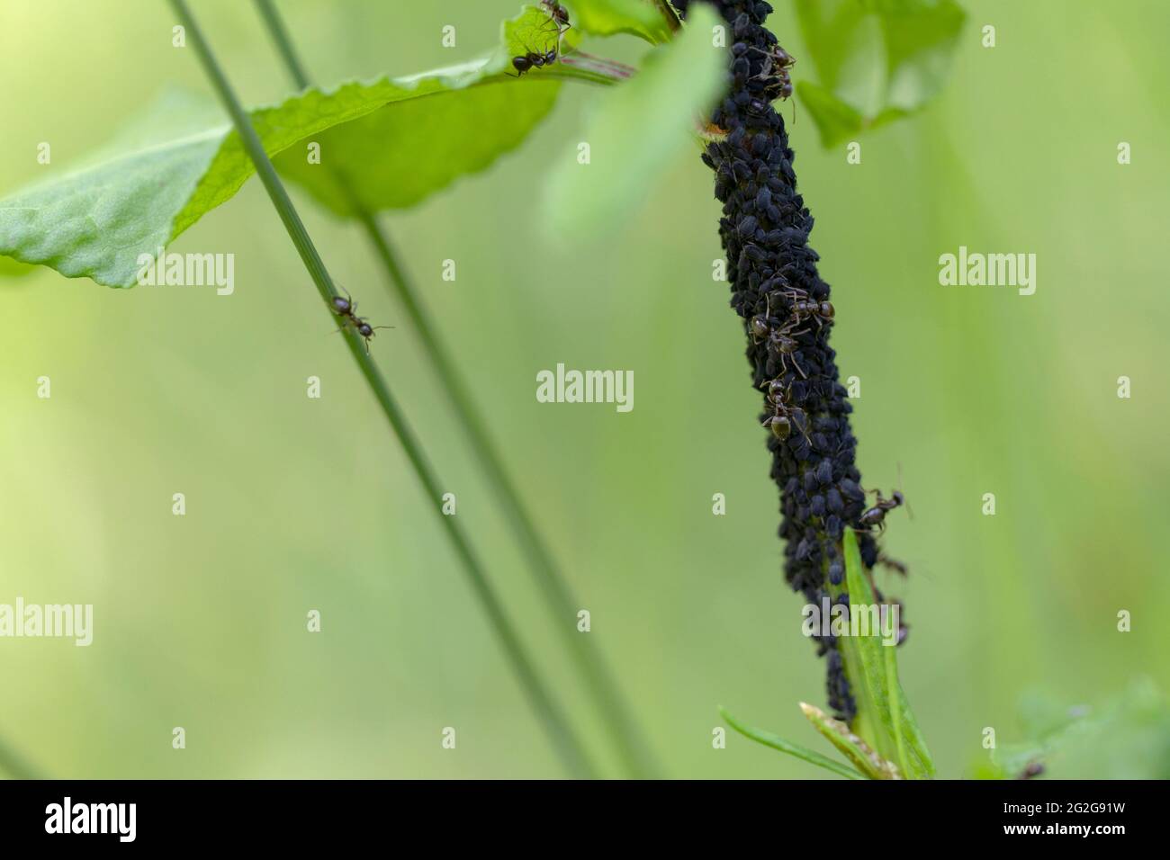 Blattlaus-Kolonie, die von Lasius niger-Ameisen aufgezogen wurde Stockfoto