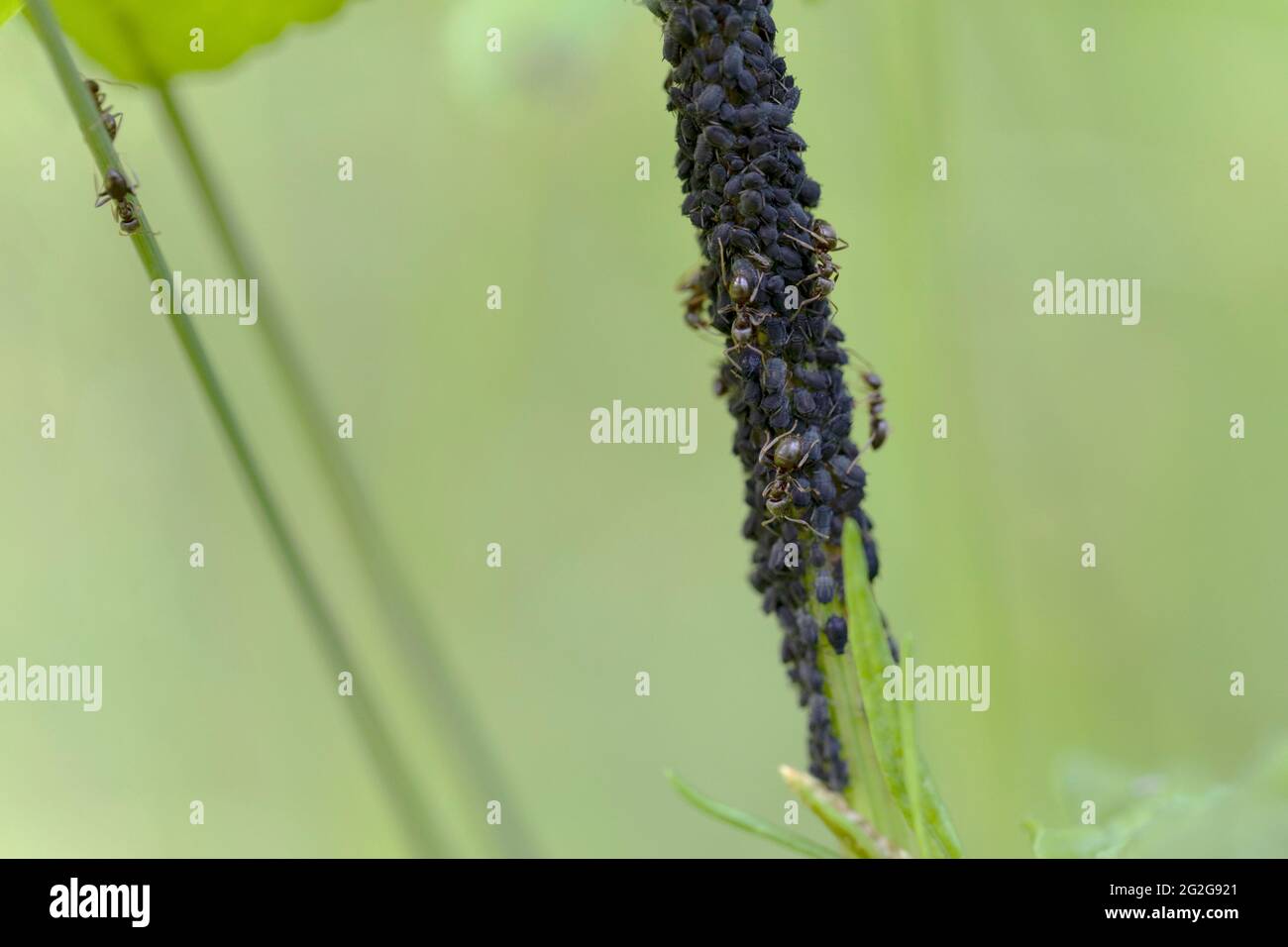 Blattlaus-Kolonie, die von Lasius niger-Ameisen aufgezogen wurde Stockfoto