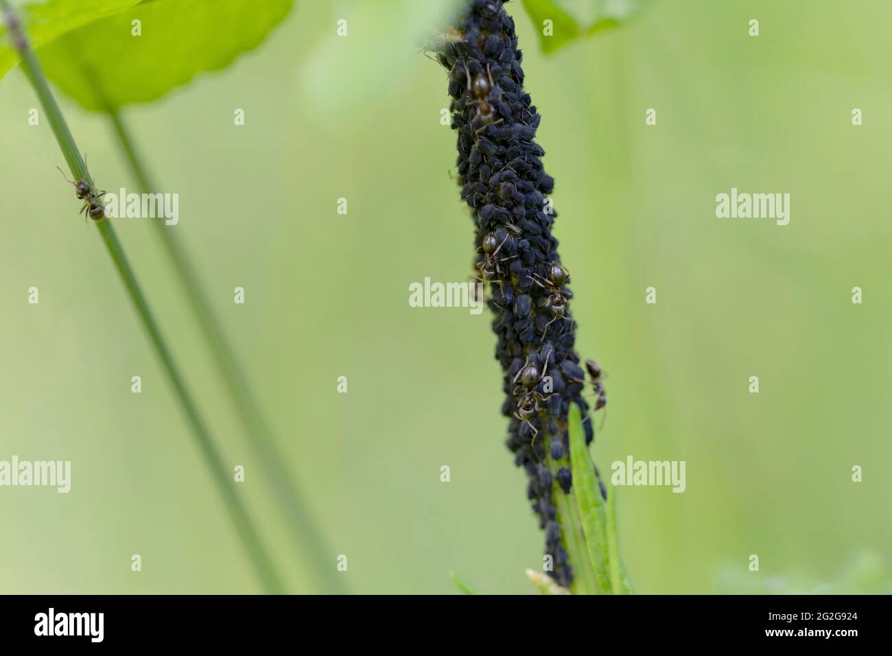 Blattlaus-Kolonie, die von Lasius niger-Ameisen aufgezogen wurde Stockfoto