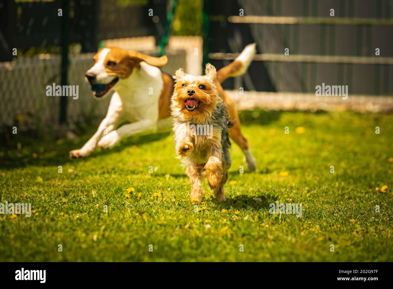 Niedlicher Yorkshire Terrier Hund und Beagle Hund chese einander im Hinterhof. Stockfoto