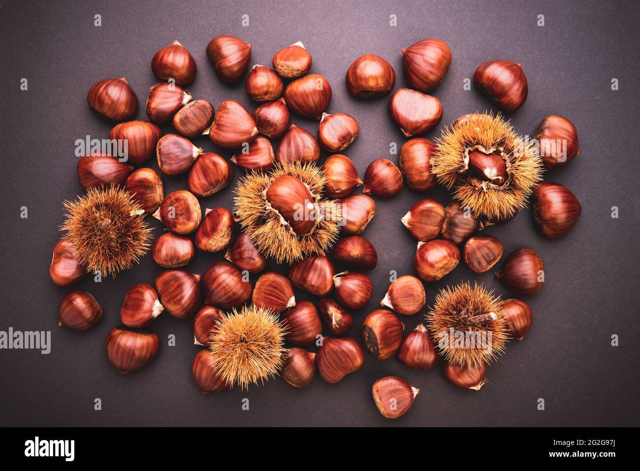 Reife Kastanien hautnah. Raw Kastanien für Weihnachten. Frische Kastanien. Stockfoto