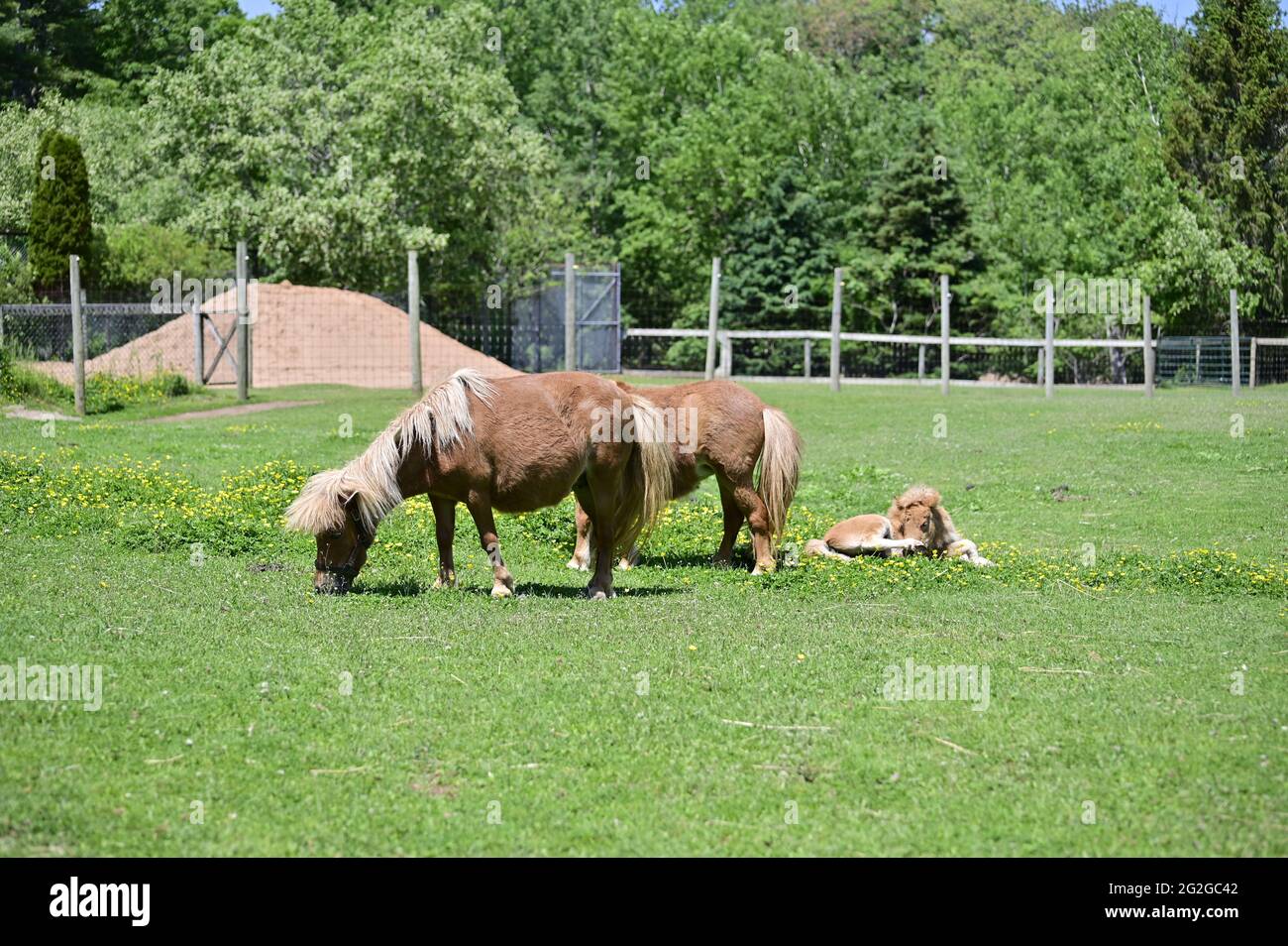 Ein junges Fohlen mit ihren Eltern. Wilde walisische Ponys grasen auf dem Gras. Stockfoto