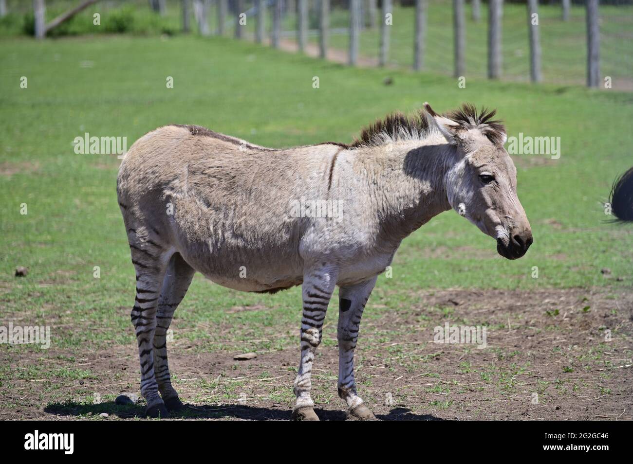 Ein Zebroid ist der Nachkomme jeder Kreuzung zwischen einem Zebra und einem anderen Pferd, um einen Hybriden zu erschaffen Stockfoto