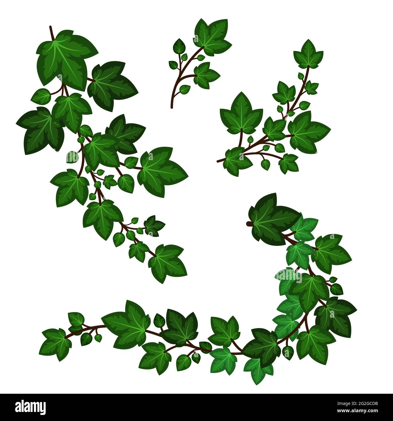 Ivy hinterlässt Äste. Set aus grünen Strudel-Garnitur isoliert auf weißem Hintergrund. Dekorative florale Elemente, Kletterpflanzen. Vektorgrafik Stock Vektor