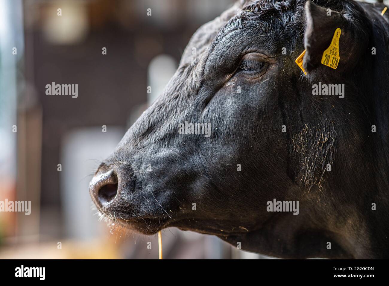 08. Juni 2021, Nordrhein-Westfalen, Münster: Ein Wagyu-Steer steht in einer halboffenen Scheune auf dem Holtmann-Hof. Foto: Guido Kirchner/dpa Stockfoto