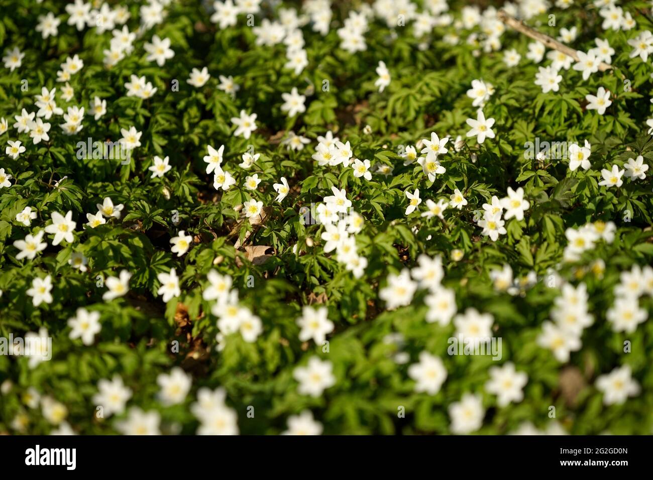 Deutschland, Bayern, Oberbayern, Altötting, Blumen, Holzanemonen, überall Stockfoto