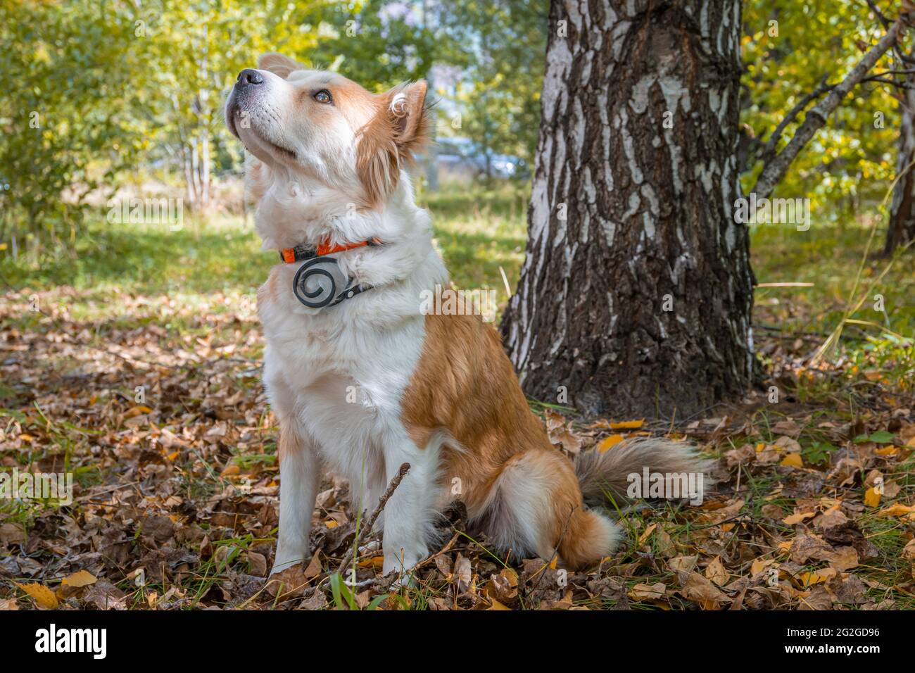 Ein Hund mit Hundehalsband gegen Flöhe und Zecken sitzt auf einer Wiese im  Herbstwald und schaut aufmerksam auf Stockfotografie - Alamy