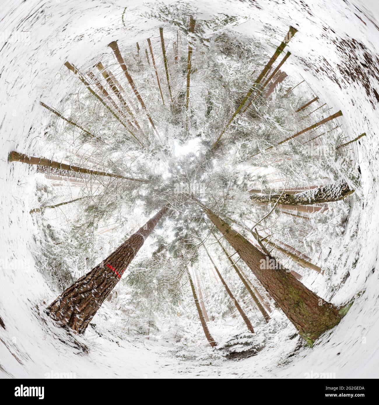 360 Grad Panorama, Wald im Winter Stockfoto