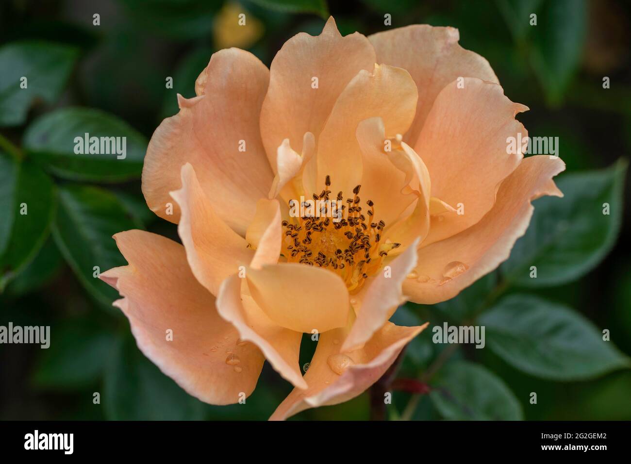 Doppelte Aprikosenkletterrose Stockfoto