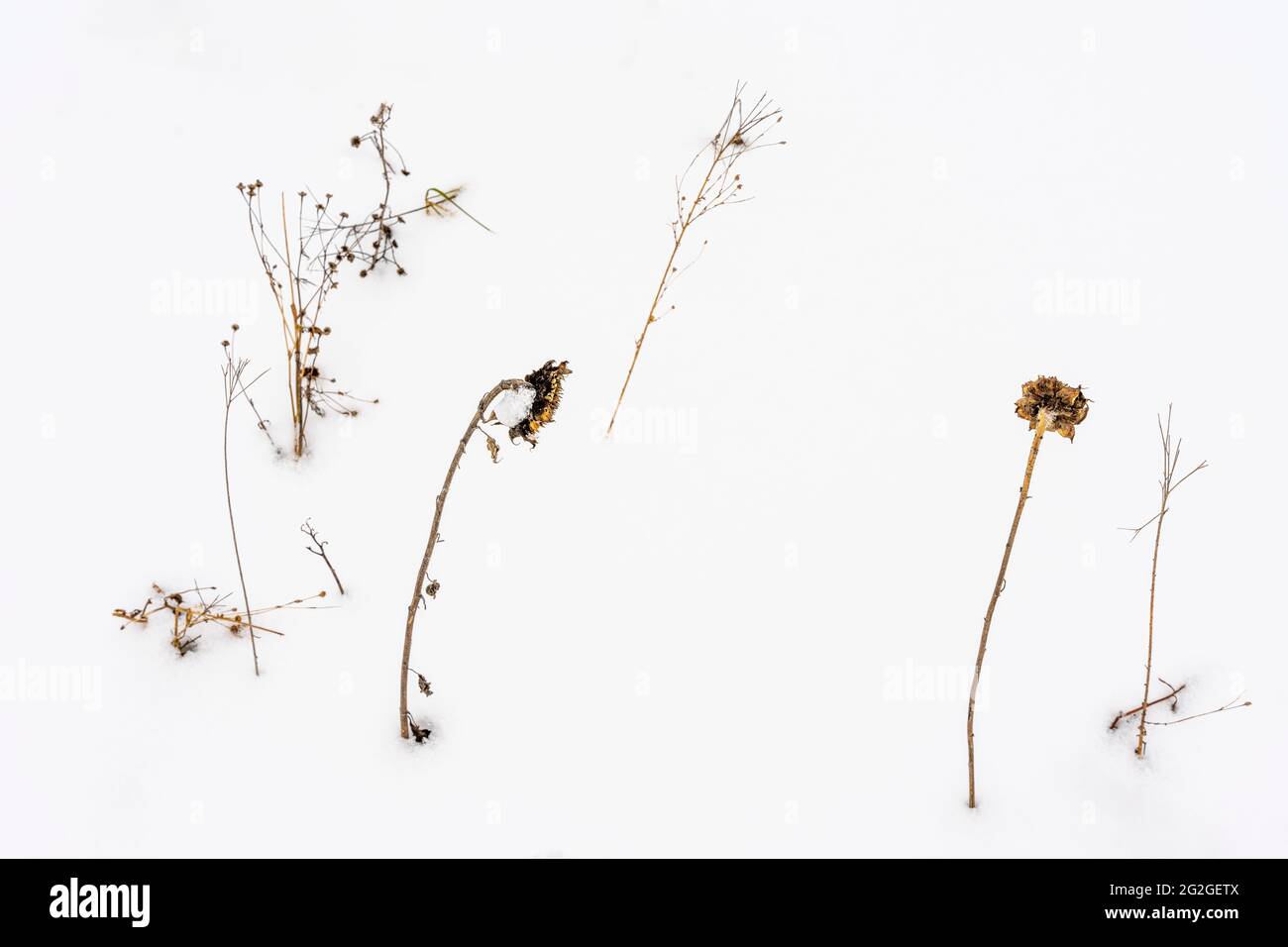 Getrocknete Sonnenblumen im Schnee Stockfoto