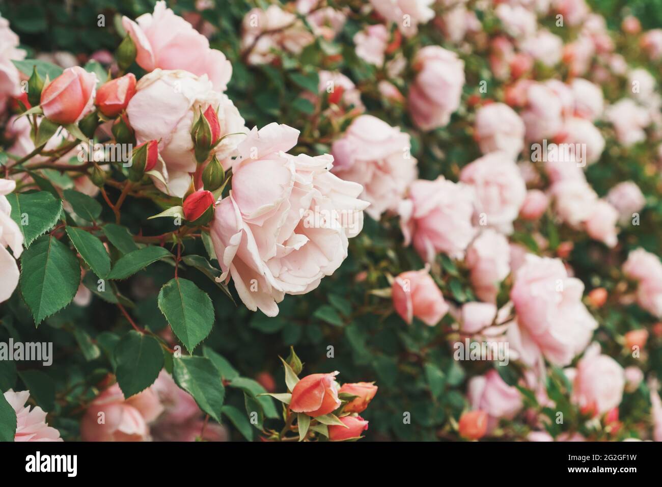 Ein Busch mit vielen kleinen rosa Rosen aus nächster Nähe im Garten. Rosa  Rosensträucher blühen auf der Straße. Ein schöner Strauß Rosen. Pflege von  Garten Rose Bus Stockfotografie - Alamy