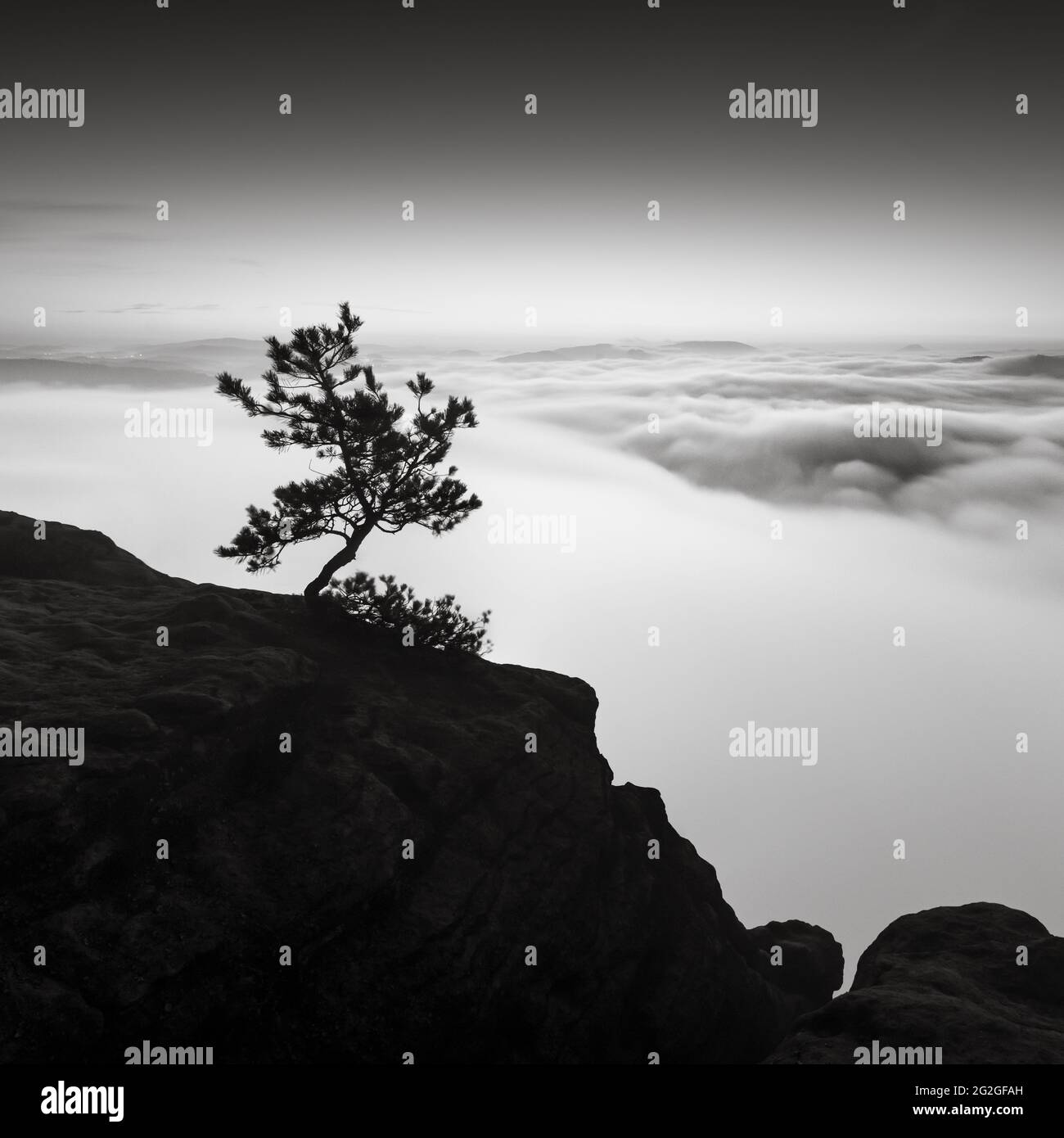 Kleine Kiefern über den Wolken auf dem Lilienstein im Elbsandsteingebirge. Stockfoto