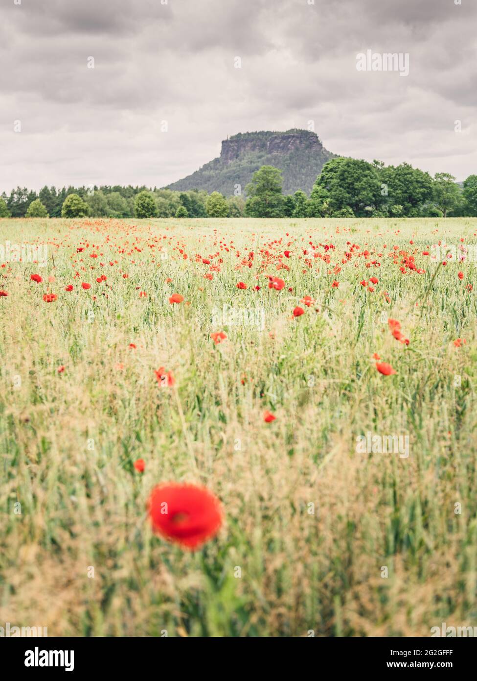 Blühendes Mohn-Feld vor dem Lilienstein im Elbsandsteingebirge Stockfoto