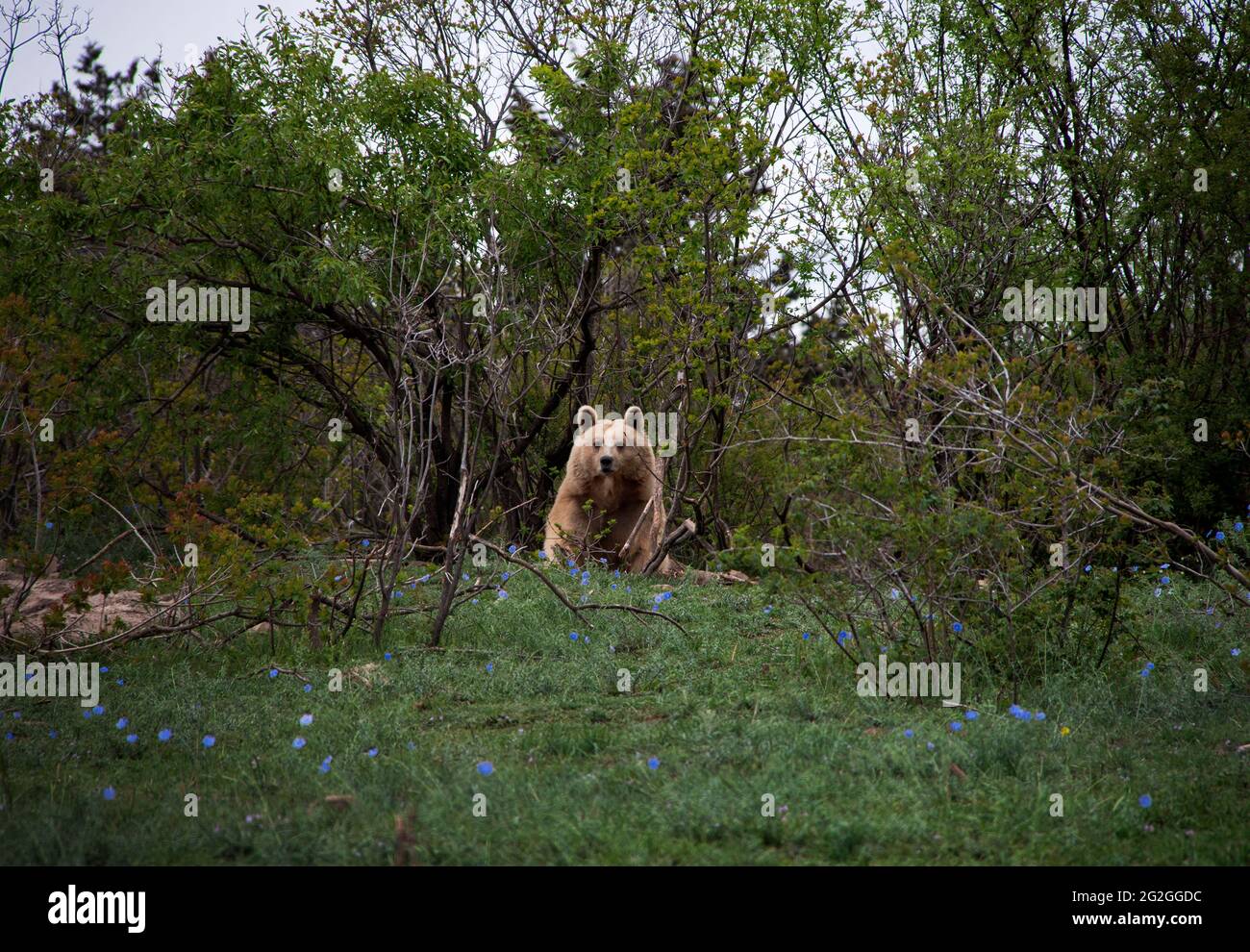 Braunbären in der Natur, Georgien Stockfoto