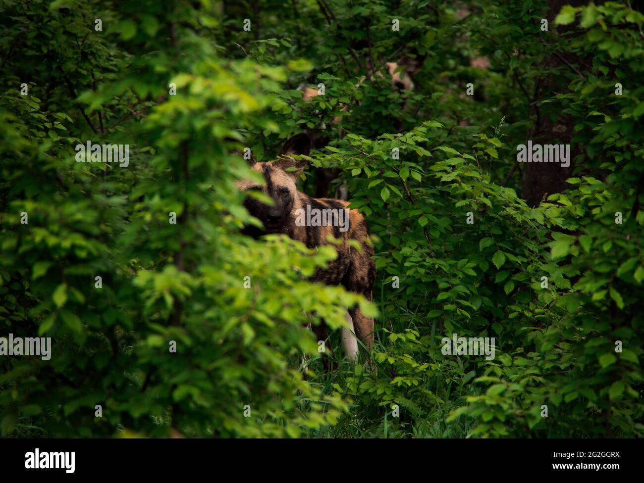 Afrikanische Wildhunde, Georgien Stockfoto